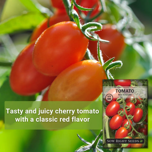 Packet (1) Sow Right Seeds - Rio Grande Tomato Seeds for Planting - Non-GMO Heirloom with Instructions to Plant a Home