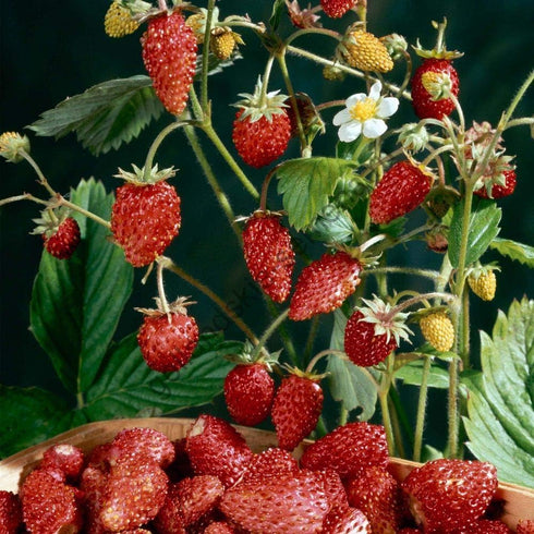 SeedsUA Seeds Alpine Strawberry Aleksandria Red Everbearing Indoor Berries Fruits for Planting Non GMO