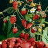 SeedsUA Seeds Alpine Strawberry Aleksandria Red Everbearing Indoor Berries Fruits for Planting Non GMO