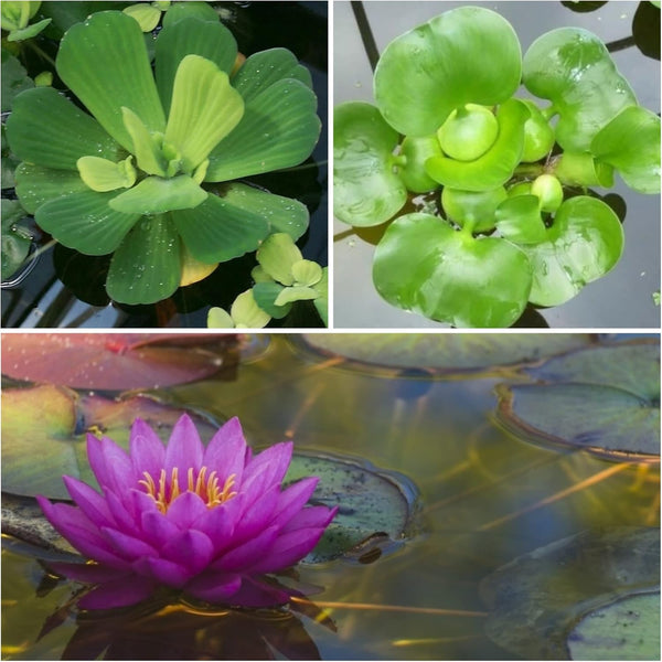 AquaLeaf Aquatics Water Lettuce (Pistia stratiotes) + Common Water Hyancinth (Eichhornia crassipes) Bundle +