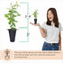 (4 Pack) Blueberry Plant Biloxi Live for Sale | Easy to Grow Plants | Edible Fruit Plant for Sustainable Living | Grow