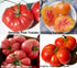Harley Seeds 30 19 Mixed Seeds Giant Tomato Seeds, Mix of Varieties, Heirloom Non-GMO, Brandywine Black, Red, Yellow