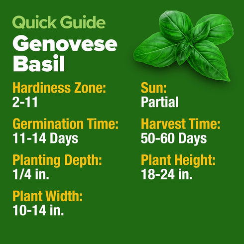 Pack 1,750+ HOME GROWN Non GMO Genovese Basil Seeds High Germination Heirloom Seeds (Ocimum basilicum) Herb Seeds
