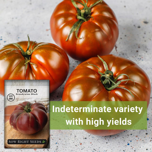 (1) Sow Right Seeds - Brandywine Black Tomato Seeds for Planting - Slicer Beefsteak with Dark Purple Color - Non-GMO