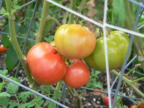 (2) 4"-8" 4 Inch Clovers Garden Early Girl Tomato Plants- Two Live Plants Non-GMO - Not Seeds Each Tall in Pots - High