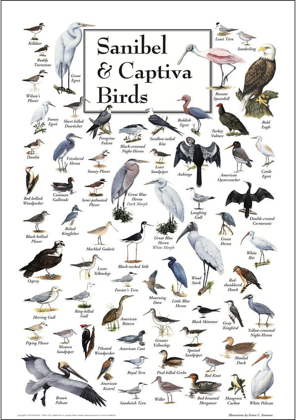 Earth Sky + Water - Poster of Sanibel & Captiva Birds