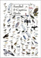 Earth Sky + Water - Poster of Sanibel & Captiva Birds