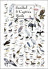 Earth Sky + Water - Poster of Sanibel & Captiva Birds