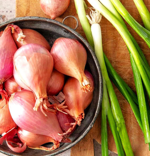 Sets (Bulbs) 20+ Count 2025 F1 Set Bulbs TomorrowSeeds - Nero Shallot - - For Planting Seeds Hybrid Round Traditional
