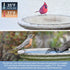 2PCS 250 9.8 Watt Bird Bath De-Icer with Thermostat, Cast Aluminum Submersible Chicken Water Heater, Heated Bird Bath