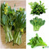 Generic 2000+ Seeds Brassica Juncea Choy Sum Mustard Yu Choy Sum Seeds, USA Chinese Broccoli Scallion Chive Asian