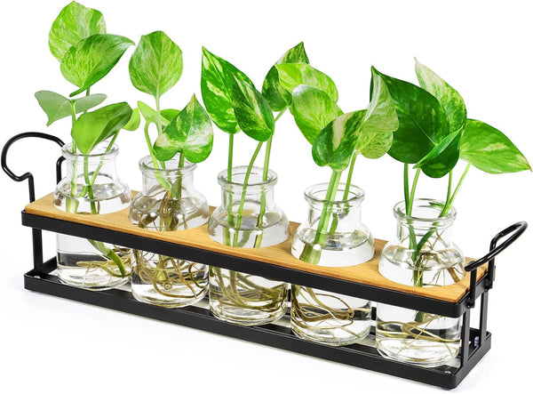 THYGIFTREE Plant Propagation Stations with Metal Stand, Tabletop Plant Terrarium for Propagating