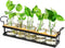 THYGIFTREE Plant Propagation Stations with Metal Stand, Tabletop Plant Terrarium for Propagating