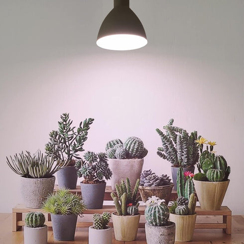 PAR38 Dimmable, Dimming Smart LED Grow Light, Sun Mode - Mimics Real Sunshine, Daily Run Auto Timer, Remote Control