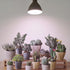 PAR38 Dimmable, Dimming Smart LED Grow Light, Sun Mode - Mimics Real Sunshine, Daily Run Auto Timer, Remote Control