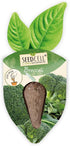 Pack 1 Vegtrug Seed Pods Kit - Vegetable Patch, Non-GMO Seeds with Fully Biodegradable Seed Pods, Contains Seeds