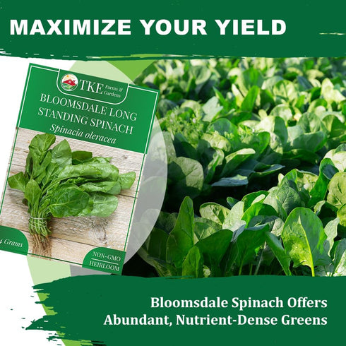 320+ TKE Farms & Gardens - Bloomsdale Spinach Seeds for Planting, Heirloom Non-GMO Seeds, Cold-Hardy & Long Standing
