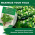320+ TKE Farms & Gardens - Bloomsdale Spinach Seeds for Planting, Heirloom Non-GMO Seeds, Cold-Hardy & Long Standing