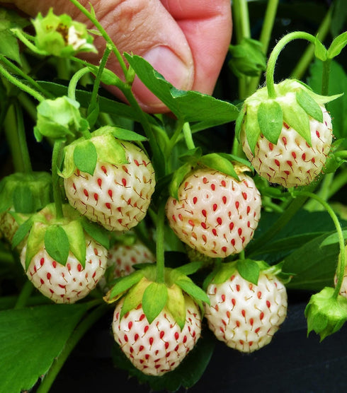 Votaniki #1 (20 Pack) Pineberry White Strawberry - Perennial Strawberry Grade Bare Root Ready to Plant | Edible