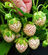 Votaniki #1 (20 Pack) Pineberry White Strawberry - Perennial Strawberry Grade Bare Root Ready to Plant | Edible