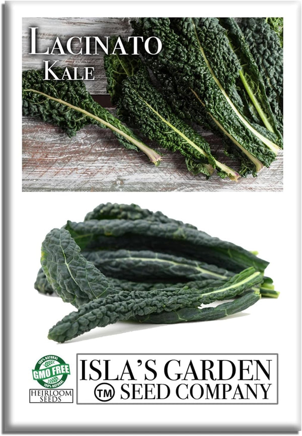 Lacinato Kale Seeds (Brassica oleracea var. palmifolia) 500+ Heirloom Non-GMO Seeds by