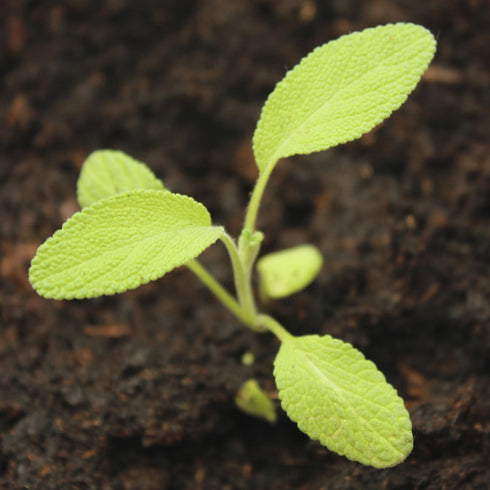 (1 Pack) Seed Needs Sage Seeds for Planting Broad Leaved Herbs - Non-GMO Heirloom & Untreated Culinary Herb Seed