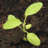 (1 Pack) Seed Needs Sage Seeds for Planting Broad Leaved Herbs - Non-GMO Heirloom & Untreated Culinary Herb Seed