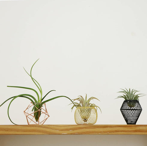 ROJAX Pack 3 3 5 5 of Air Plant Metal Stand, Black, Rose Gold, Indoor/Outdoor, in H x in W x in D
