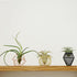 ROJAX Pack 3 3 5 5 of Air Plant Metal Stand, Black, Rose Gold, Indoor/Outdoor, in H x in W x in D