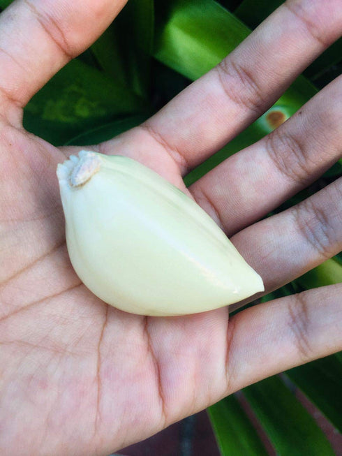 4 Bulbs pcs Kejora Fresh Elephant Garlic