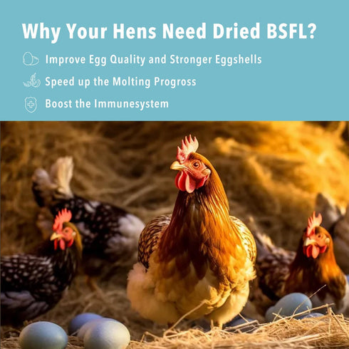 10lb Birds(10 WormsFarm Dried Black Soldier Fly Larvae Treat for Chickens More Calcium Than Mealworms,for Laying