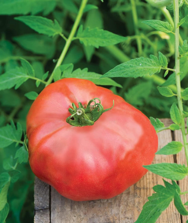 Burpee 'Brandy Boy', Hybrid Beefsteak Slicing Variety, Large Red Fresh Indeterminate Tomato,