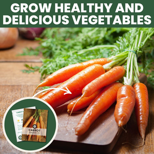 126 5,000 2026 5 Carrot Danvers Premium Seeds for Planting Classic, Reliable Heirloom Variety for Strong, Sweet Roots