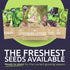 Pack 5 Packs 2026 Organic Lettuce & Greens Seeds Variety - Individual - Season - Buttercrunch, Gourmet Mix, Romaine