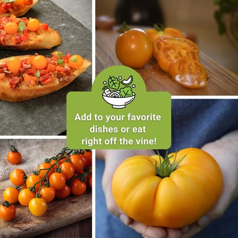 Sow Right Seeds - Yellow and Orange Tomato Seed Collection for Planting - Brandywine, Jubilee, Kelloggs Breakfast