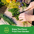 10 Pack 7,000+ Herb Seeds Variety - Heirloom Non-GMO Seeds - Basil, Cilantro, Lavender, Parsley, Dill, Thyme, Chives