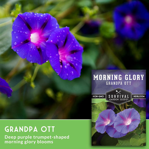 (5 Packs) Grandpa OTT Morning Glory Seeds for Planting - Plant & Grow Ipomoea Purpurea in Your Home Vegetable Garden
