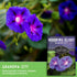(5 Packs) Grandpa OTT Morning Glory Seeds for Planting - Plant & Grow Ipomoea Purpurea in Your Home Vegetable Garden
