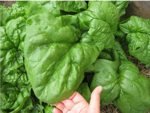 SeedsUA Year-Round Giant Spinach Seeds Green Heirloom Vegetable for Planting Non GMO 300