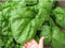 SeedsUA Year-Round Giant Spinach Seeds Green Heirloom Vegetable for Planting Non GMO 300