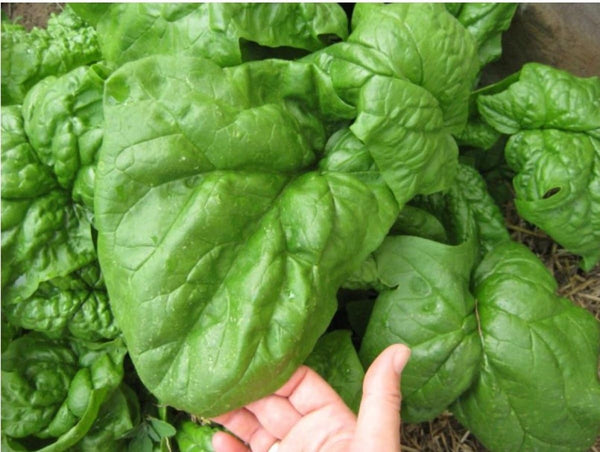 SeedsUA Seeds Spinach Winter Giant Water Heirloom Vegetable for Planting Non GMO