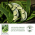 25 Baby Fordhook Lima Bean Seeds (Bush Lima, Phaseolus lunatus) Non GMO Heirloom Seeds by Islas Garden Seeds, Tender