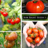 Sow Right Seeds - Classic Tomato Seed Collection for Planting - Cherokee Purple, Beefsteak, Large Red Cherry, Marglobe