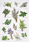 Peking Handicraft 04SER532WC Field Guide Herbs Flour Sack Kitchen Towel, 25-inch Height, Cotton