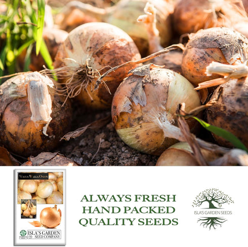 300+ Bulbs Walla Walla Sweet Spanish Onion Seeds (Allium cepa) Non-GMO Heirloom Seeds by Islas Garden Seeds, Extra