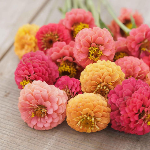 1 oz 3, 4, 5, 6, 7, 8, 9, 10 Eden Brothers Zinnia Seeds - Lilliput Salmon, Non-GMO Seeds for Planting, |