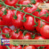 100 (2) 4" 8" 4" Inch Clovers Garden Sweet Tomato Plants Two Live Plants Non-GMO- Not Seeds - Each to Tall - in Pots