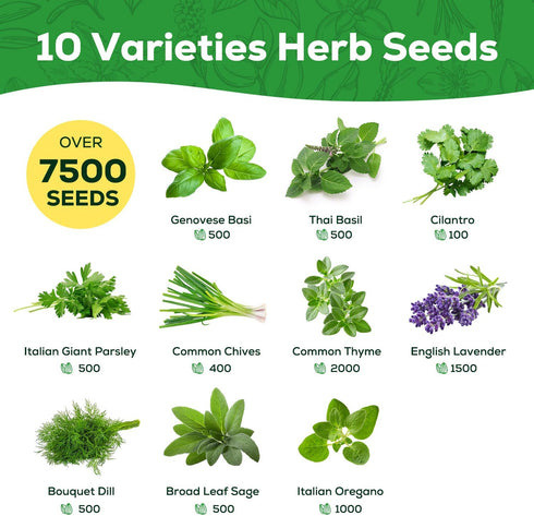 10 Pack 7,000+ Herb Seeds Variety - Heirloom Non-GMO Seeds - Basil, Cilantro, Lavender, Parsley, Dill, Thyme, Chives