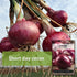 Packet (1) Sow Right Seeds - Red Creole Onion Seeds for Planting - Non-GMO Heirloom with Instructions to Plant a Home