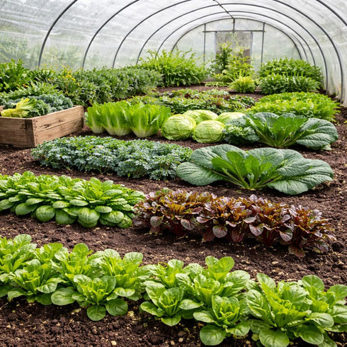 Sunutri Seeds 2500+ 9 Greens Seeds Collection, Seeds, Heirloom Varieties, Arugula, Beet, Upland Cress, Vates Collard